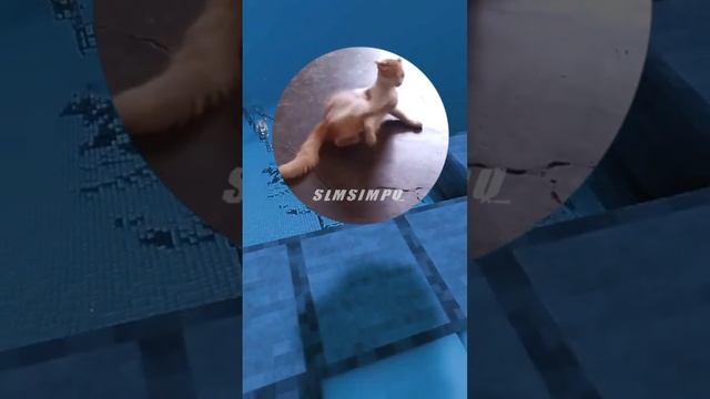 Самобуллинг