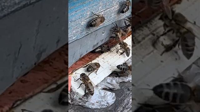 Kafkas Arıları смотреть онлайн