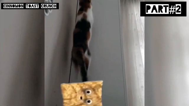 Cinnamon Toast Crunch Vs Cats  Sound Variations