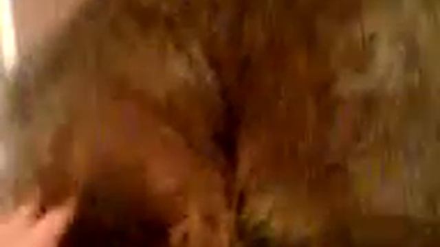моя кошка Дуся смотреть онлайн
