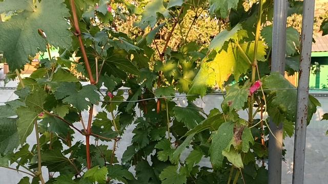 Виноград  Медея