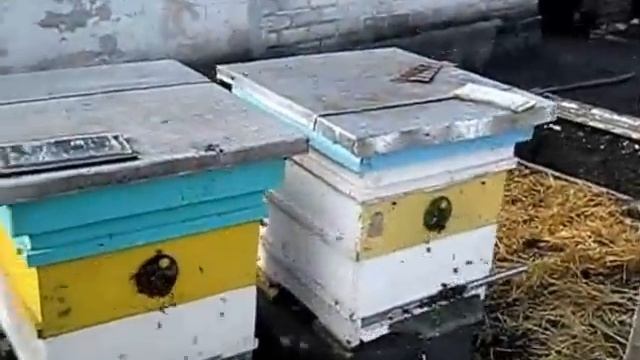 Очистительный облёт пчёл (24.02.2017г.) смотреть онлайн