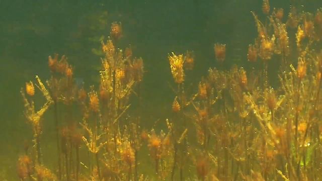 Подводный мир озера Балхаш смотреть онлайн