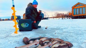 НАЛОВИЛИ ГОРУ ФОРЕЛИ Отличная зимняя рыбалка Ловля форели РК Кутузово