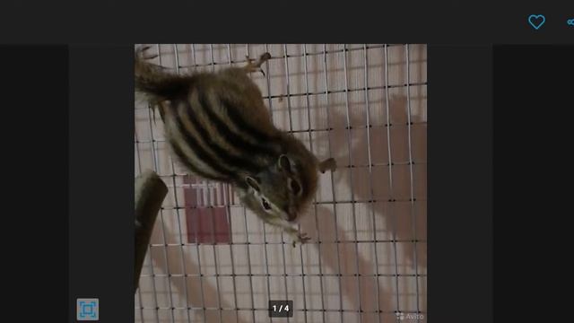 хочу бурундука смотреть онлайн