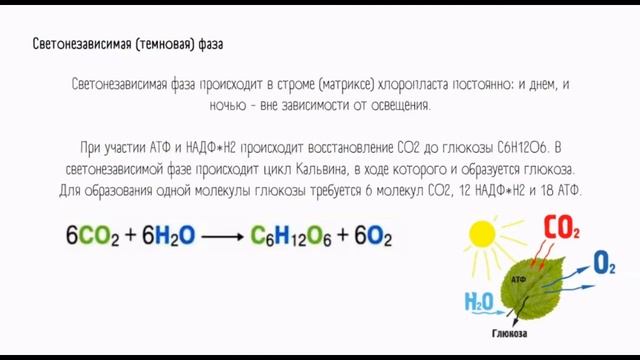 Фотосинтез. 11 урок по подготовке к ВсОШ по биологии. 7-9 класс. смотреть онлайн