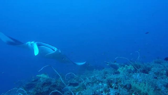 Giant Manta Ray смотреть онлайн