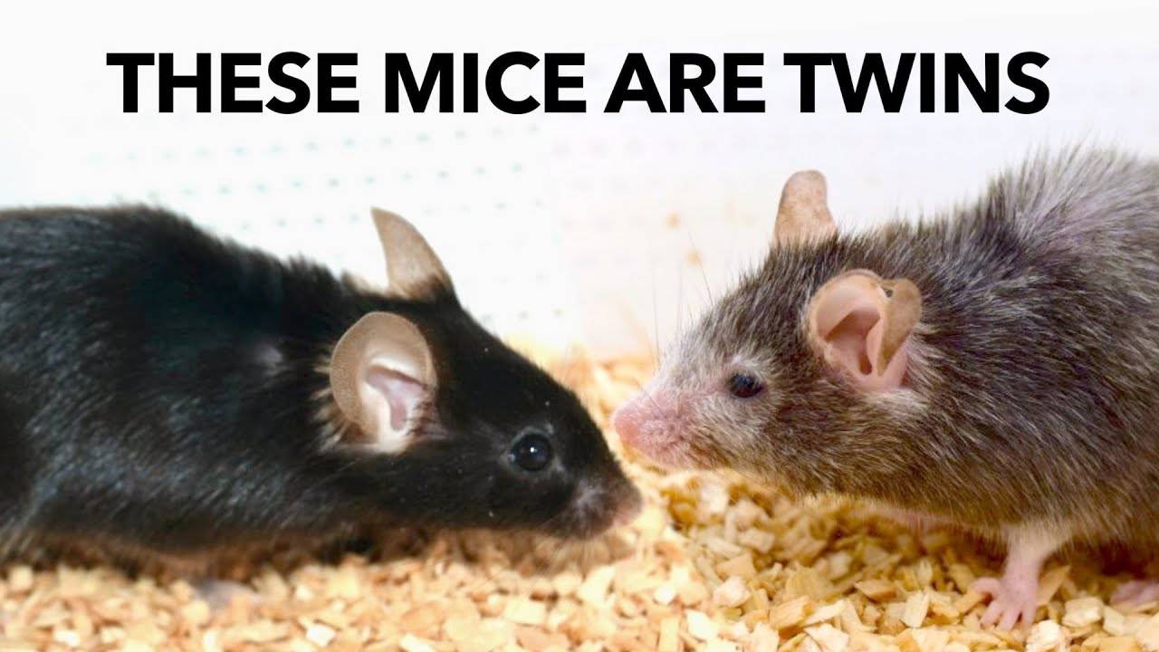 Как Замедлить Процесс Старения (И Обратить Его Вспять) (Veritasium | Веритасиум)