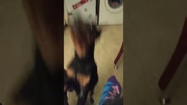 Цвергпинчер! смотреть онлайн