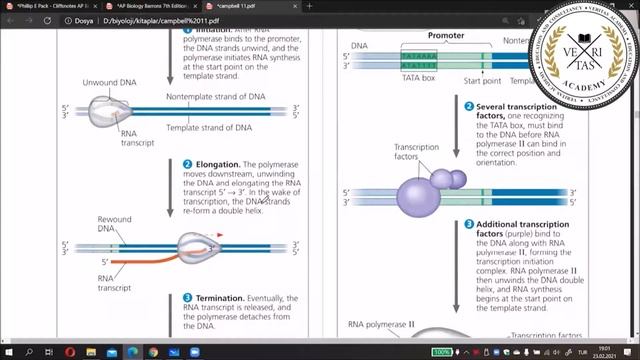 Ders Videoları Serisi | AP Biology смотреть онлайн