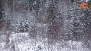 Охота на марала/изюбря в Рождество. Поучительный фильм.