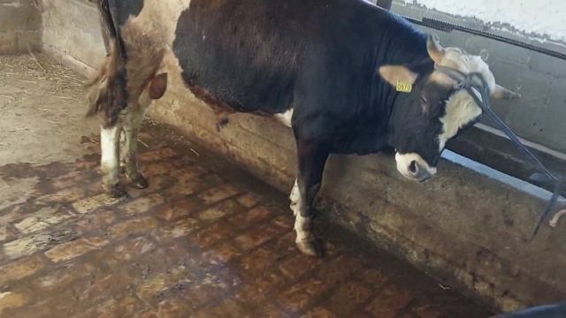 продал быка после пяти месячного откорма. смотреть онлайн