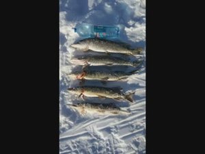 Рыбалка на жерлицы озеро Уткуль Алтайский край