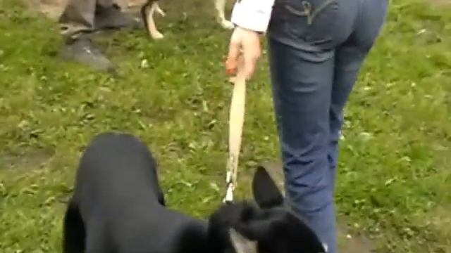 Ринг ВСЛ. Кобели. Все возрастные группы смотреть онлайн