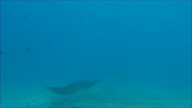 Manta rays in Indonesia #3 смотреть онлайн