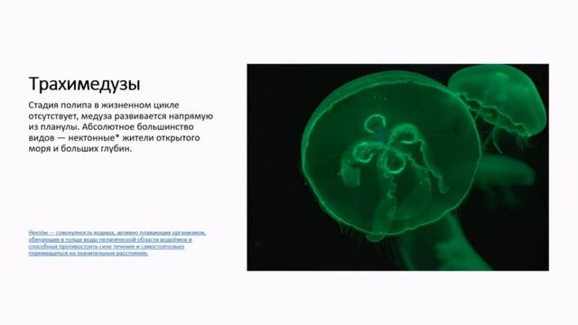 Кишечнополостные. 14 урок по подготовке к ВсОШ по биологии. 7-9 класс. смотреть онлайн