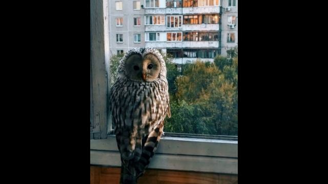 [ПРОДАН] FREE WEST COAST BOOM BAP TYPE BEAT (FRIENDLY THUG 52 NGG/Big Baby Tape/Kizaru) смотреть онлайн