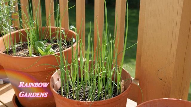 The Herb Container Garden - A Quick Tour, Scallions, Chervil, Blue Basil, More! смотреть онлайн