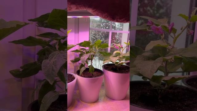 Ночью пересаживала баклажаны. А теперь - та-дам, первый малыш завязался! смотреть онлайн