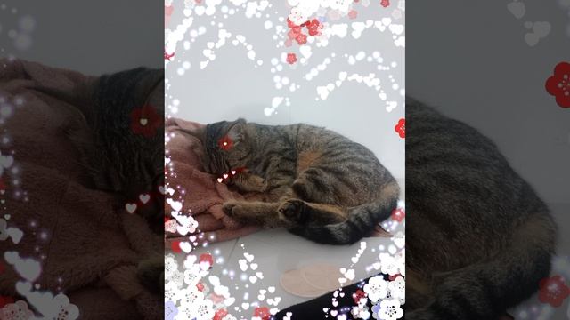моя милая кошка баст спит смотреть онлайн