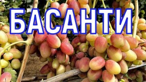 БАСАНТИ 31.07.2024