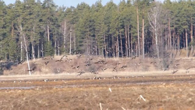 Гуси слетаются на днёвку. смотреть онлайн