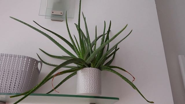 Le mie piante e Prodotti preferiti del periodo смотреть онлайн