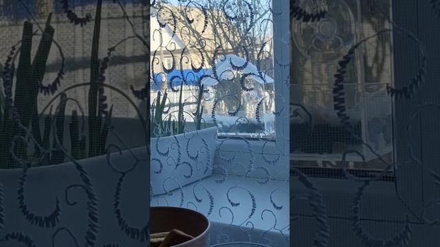 Синички бояки