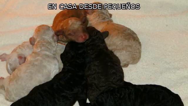 DE LA GATA NEGRA PDAE смотреть онлайн