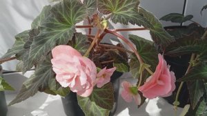 Бегония СвитСпайс Инглиш Роуз (Begonia Sweet Spice English Rose)