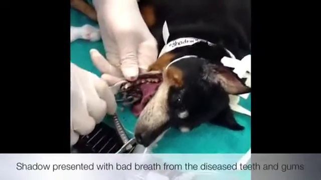 Canine periodontal treatment смотреть онлайн