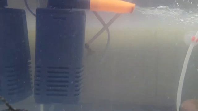 My Fish Aquarium Setup at home смотреть онлайн