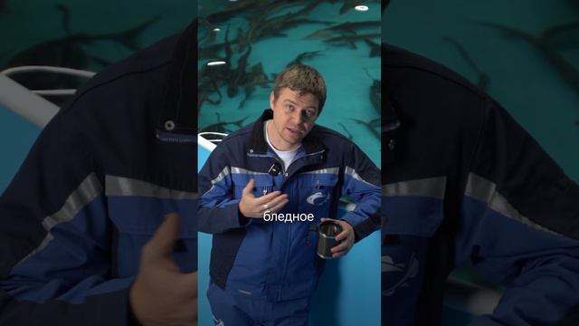 Разоблачение! Форель в магазинах подкрашивают, чтобы она... #форель #лосось #краснаярыба смотреть онлайн