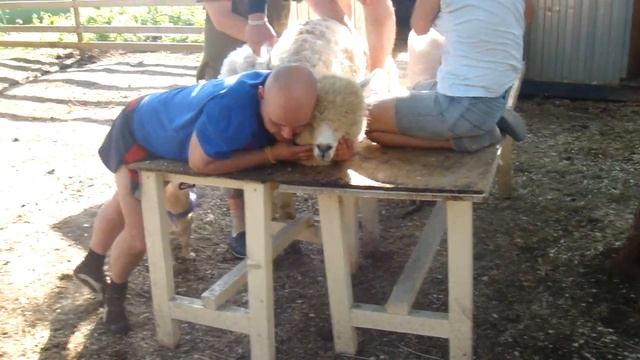 Стрижка альпака, Лис очень переживает за друга.