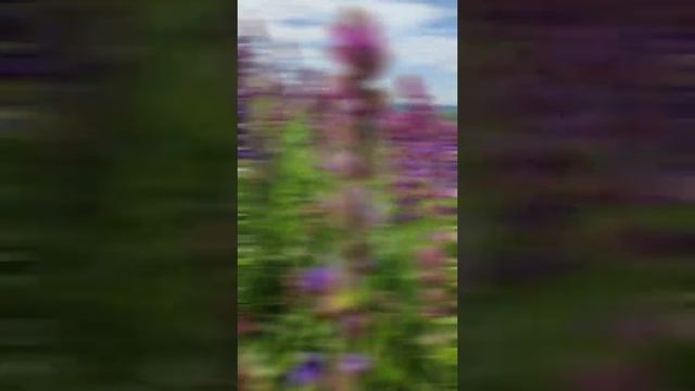 Полевые цветы 🥰 смотреть онлайн