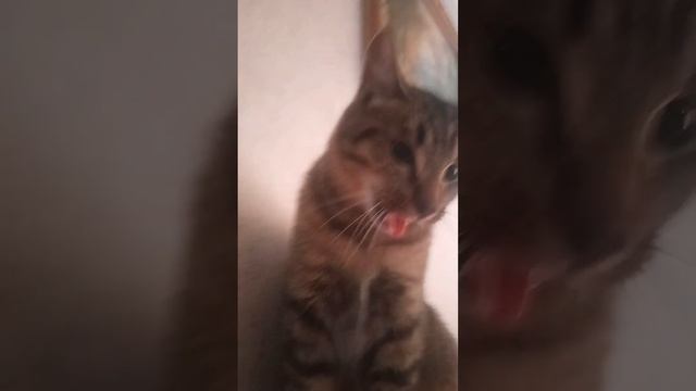 дыши барсик смотреть онлайн