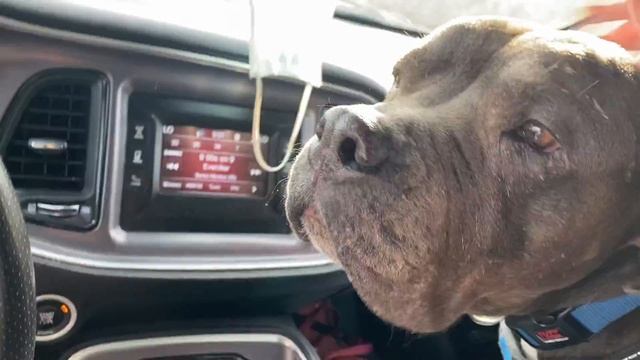 Mimosa The Brown Kissing Dog смотреть онлайн