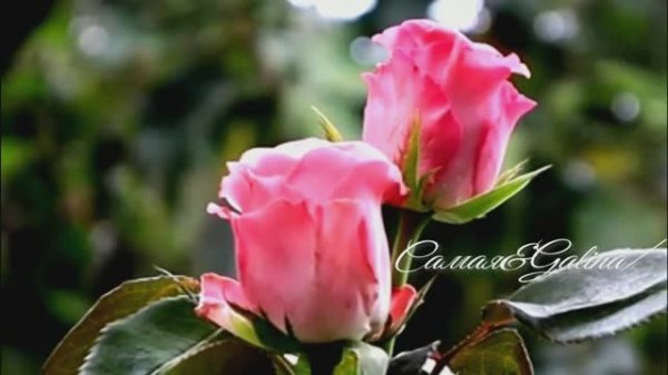 Music Collection- Umar Keyn-06.01.2025.Самая&Galina.