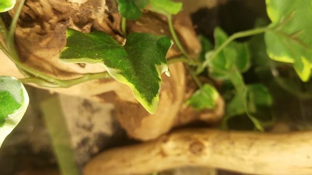 [CC] Escape artist Oregano!!! (Caught her) She crawled up my arms!! смотреть онлайн