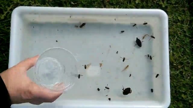 Introducing Freshwater Invertebrates to Indicate Water Quality смотреть онлайн