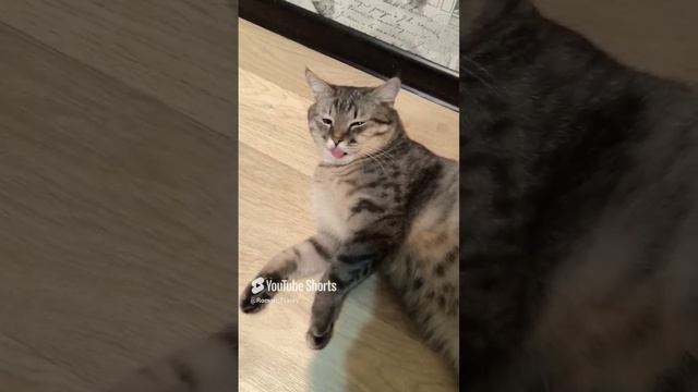 Кот молокосос 😁 #shorts смотреть онлайн