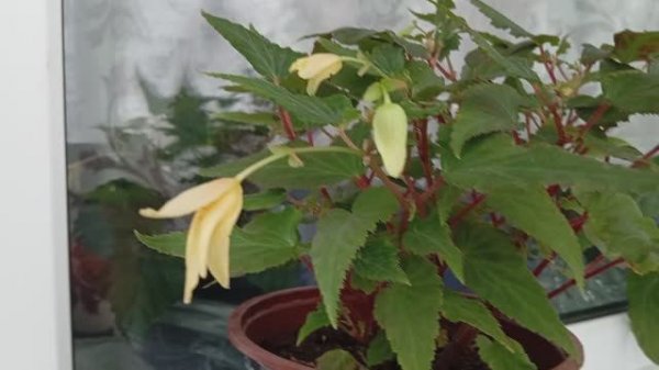 Бегония Боливийская Груви Мелло Йеллоу (Begonia Boliviensis Groovy Mello Yellow)
