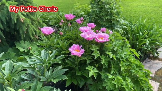 Пион My Petite Cherie. Карлик с крепкими стеблями смотреть онлайн