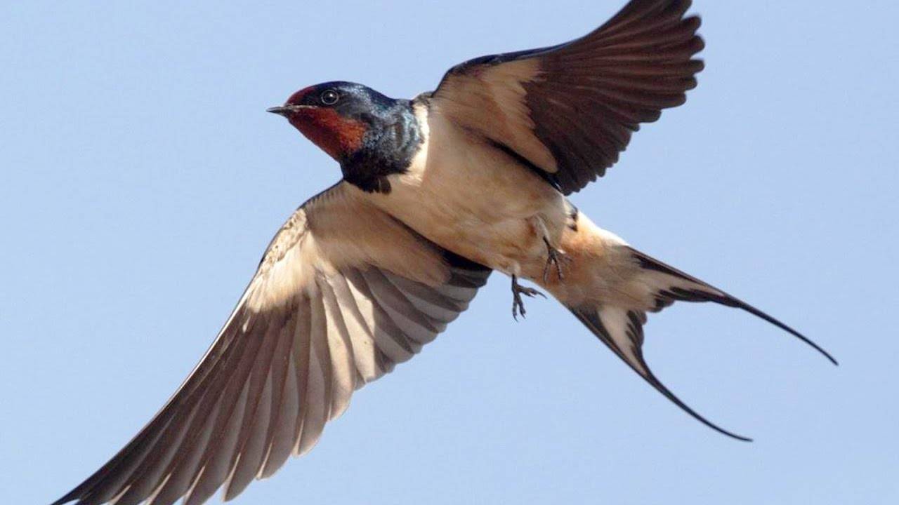 Ласточки - интересные факты. Познавательное про птиц смотреть онлайн