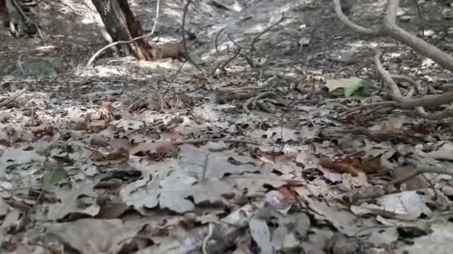 Новороссийцы нашли улей земляных пчел смотреть онлайн