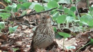 Красивое пение дрозда