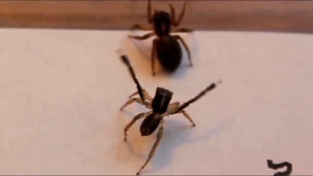 Jumping spiders | Saitis tauricus | Courtship behaviour | Crimea смотреть онлайн