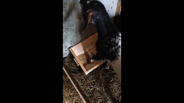 Зачем залезать в новую кормушку? #козы #Екатеринбург смотреть онлайн