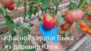 Обзор коллекционных сортов томатов сезона 2024 часть № 5