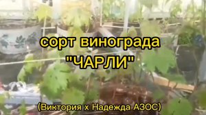 сорт винограда «ЧАРЛИ»